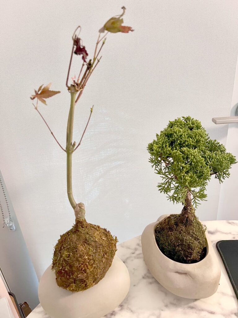 Bought pre-grown bonsai online