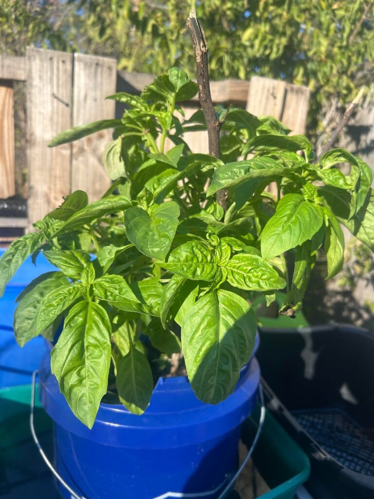 Plant identification