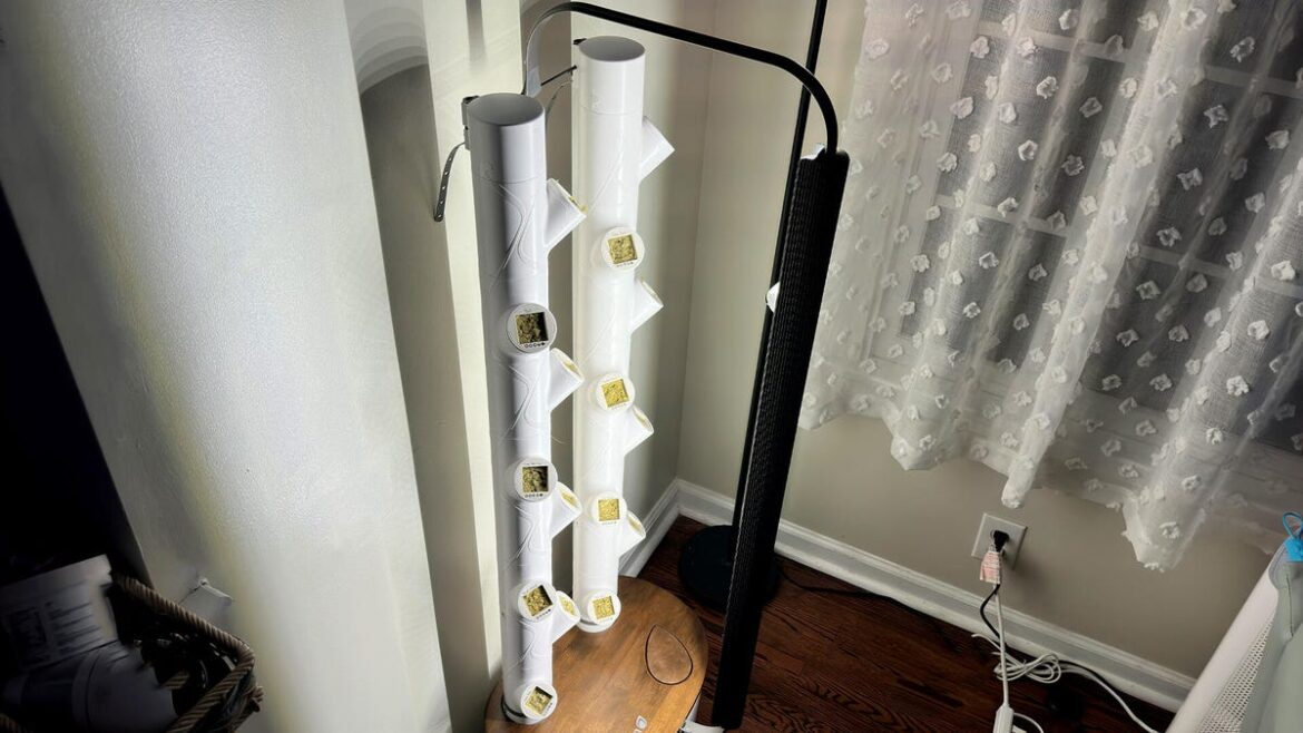 I invested in a smart indoor garden you don't have to - how my harvesting is going so far