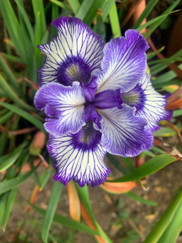 Iris douglasiana ‘Da Vinci Code.’ Joe Ghio introduced this hybrid...