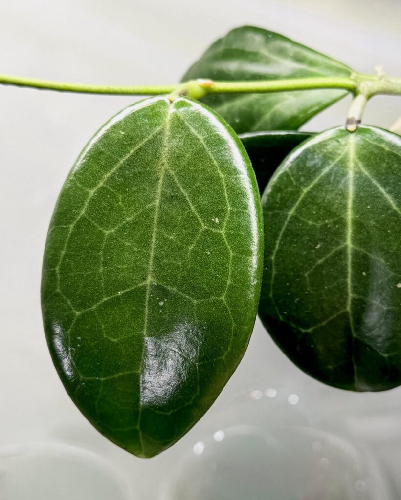 this plant got no love on insta this plant got no love on insta