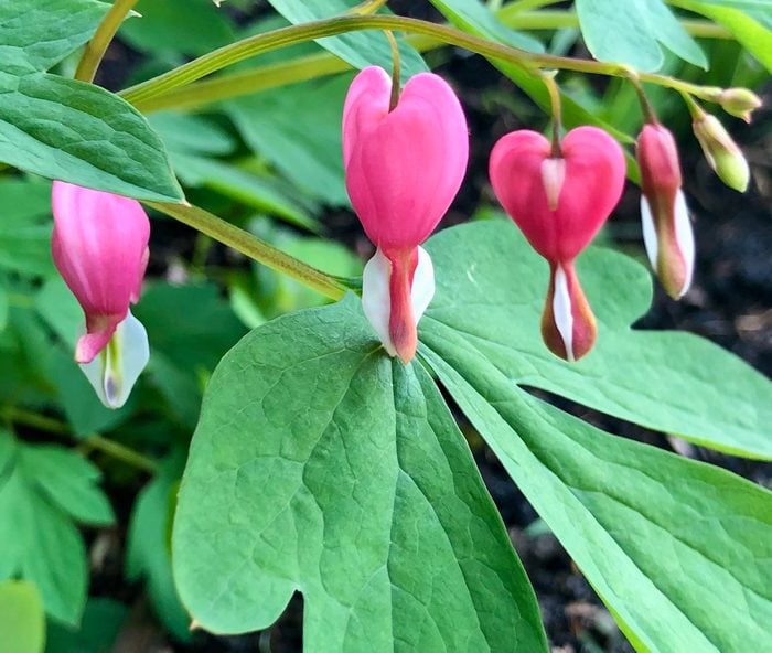 bleeding heart, deer resistant perennials