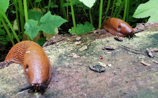 Spanish slug eggs in Estonia? Gardener says now’s the time to act | News Spanish slug eggs in Estonia? Gardener says now's the time to act | News