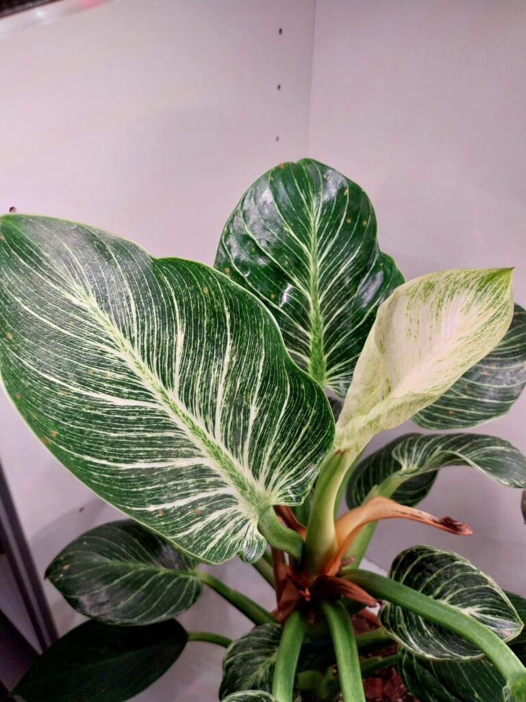 I'm so excited for this new leaf on my Birkin