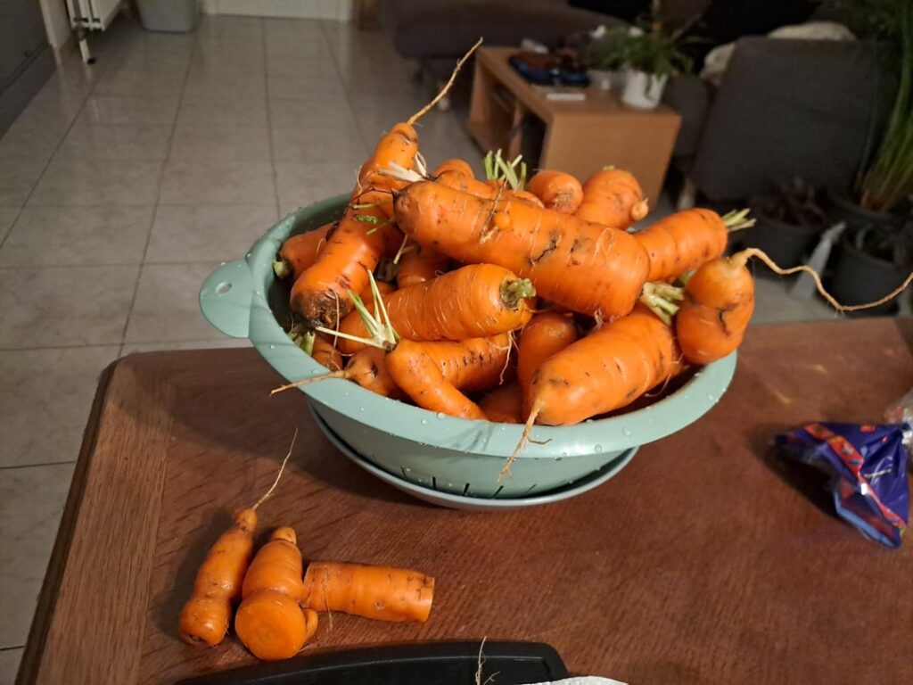 It is me, lettuce girl. My carrots are not as pretty, but still I would like to submit those to your expert opinion.