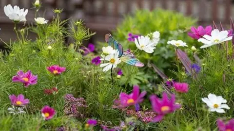 RHS Hot pink and white daisies among green shrubs