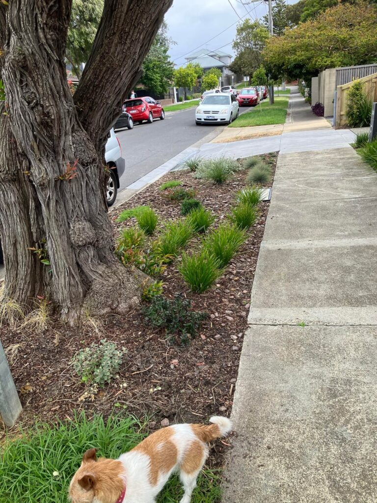 My mums front nature strip de-lawned for 6 months. Shes very happy with how its coming along