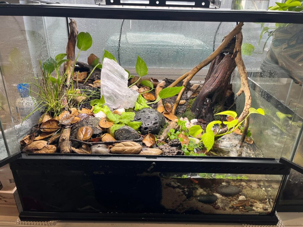 My first paludarium inspired by local creeks.