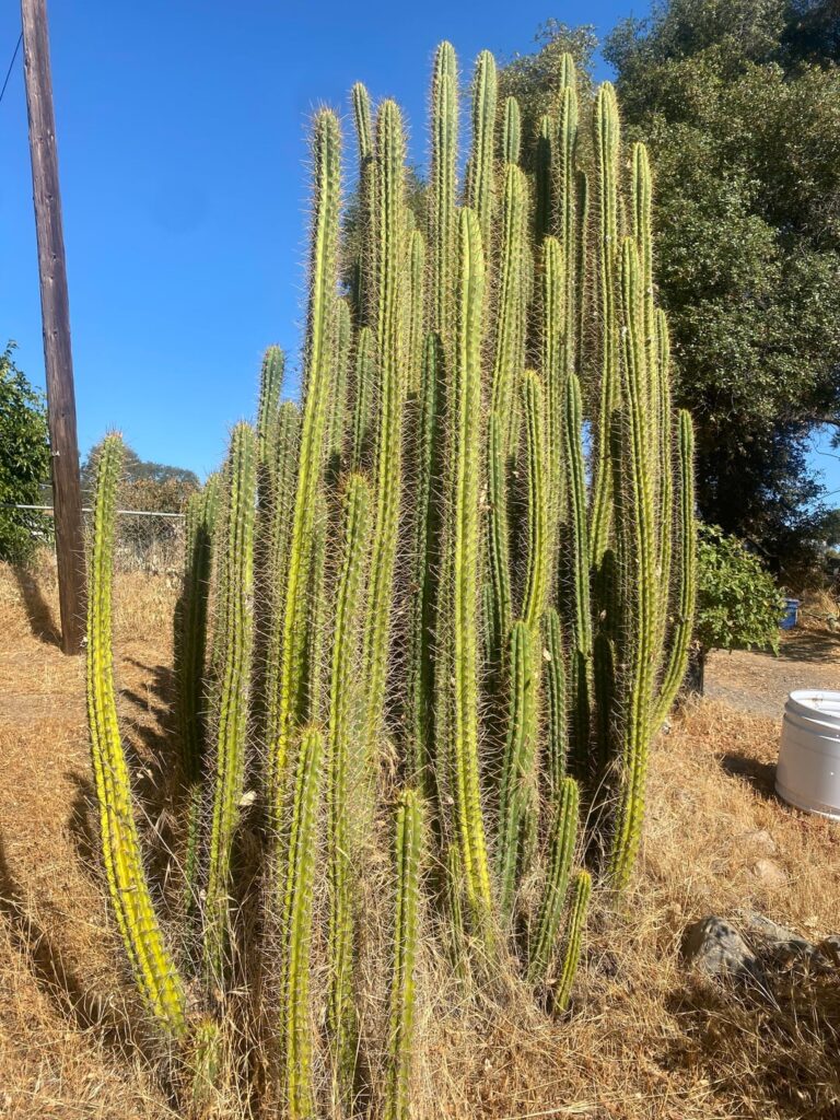 New favorite cactus New favorite cactus
