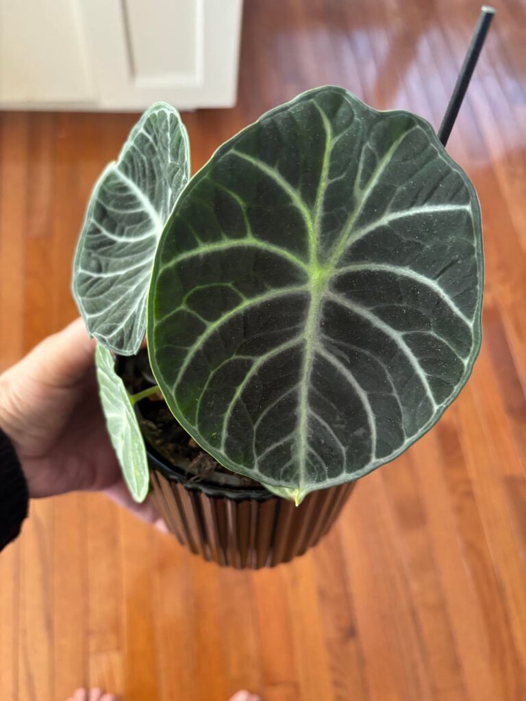 It was just too darn cute.