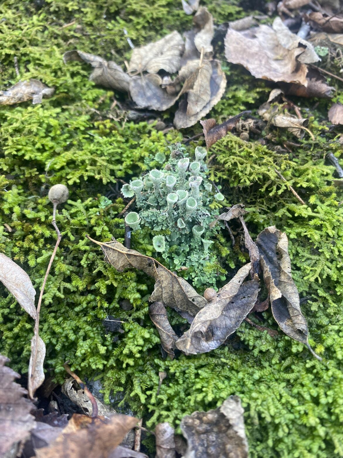 Cool Moss/Lichen?