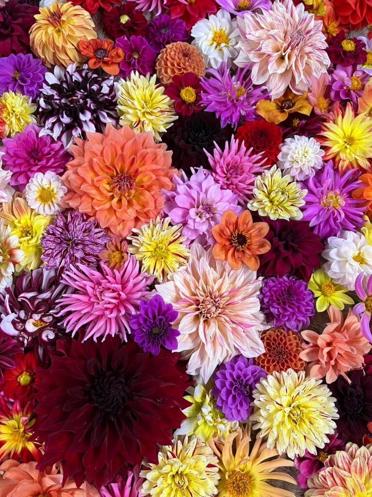 Really excited to make some calendars with the dahlia from our farm