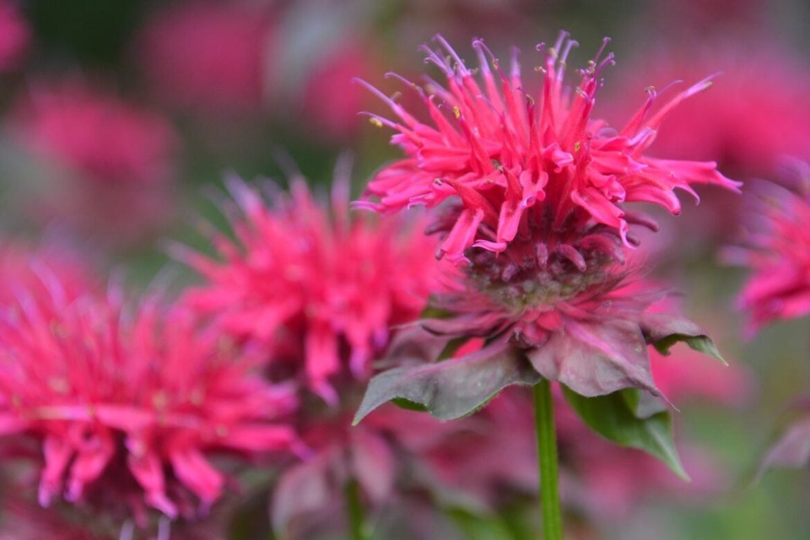 Top 10 Deer Resistant Perennials for Gardens Top 10 Deer Resistant Perennials for Gardens