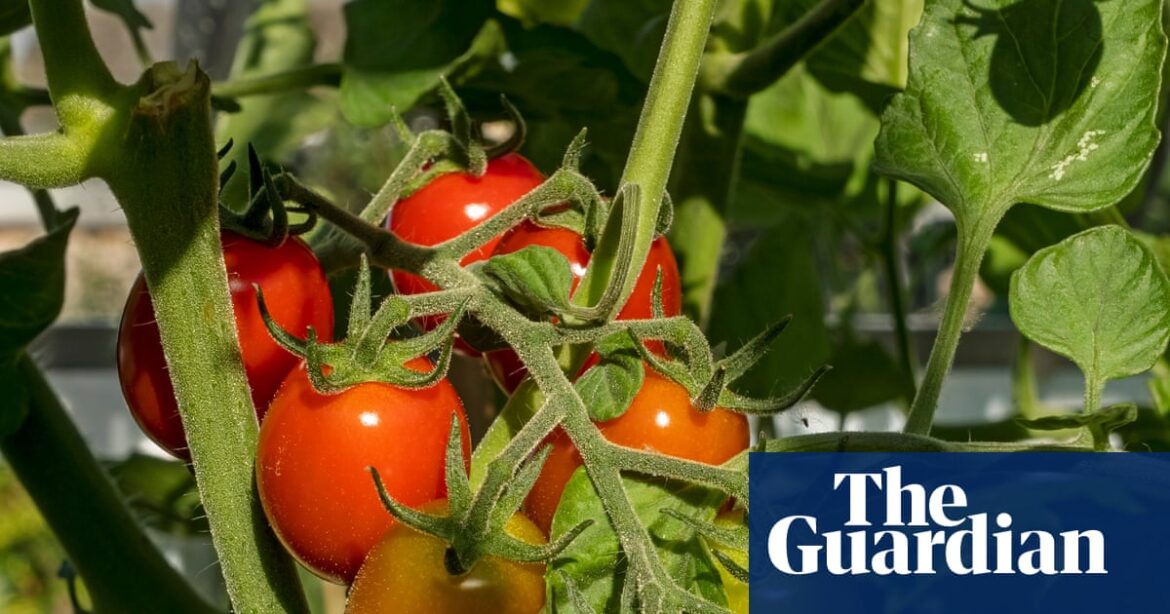 Had a bad year? Embrace ‘volunteer crops’, your garden’s gift to you | Gardening advice Had a bad year? Embrace ‘volunteer crops’, your garden’s gift to you | Gardening advice