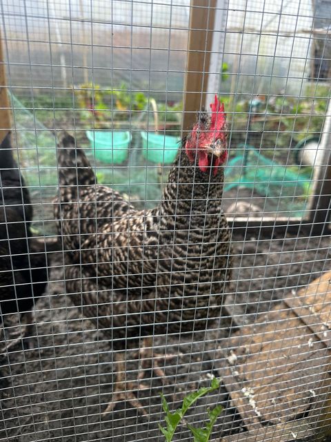 Resident chickens sit in thier humble coops throughout the gardens.