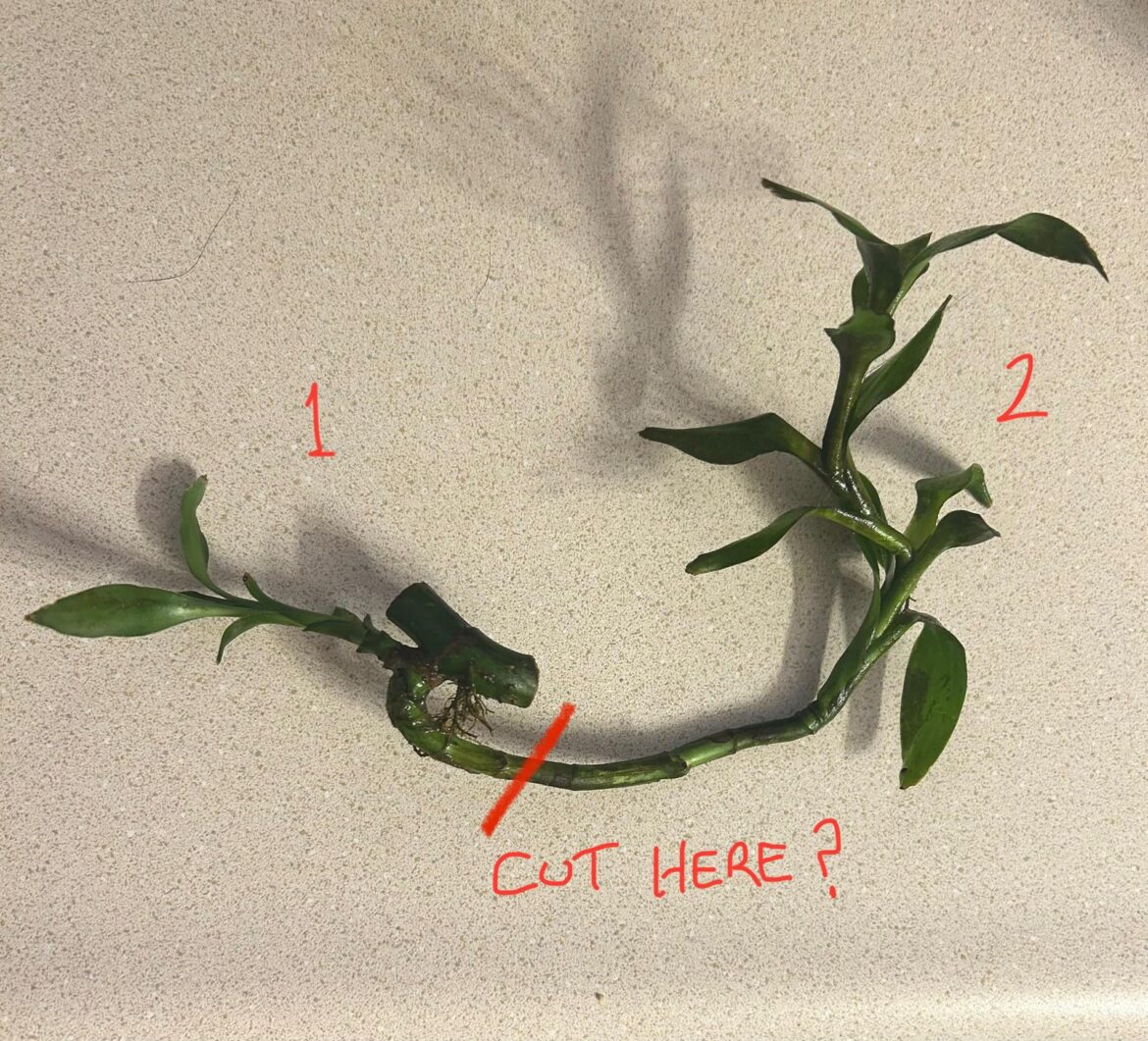 Where do I cut?