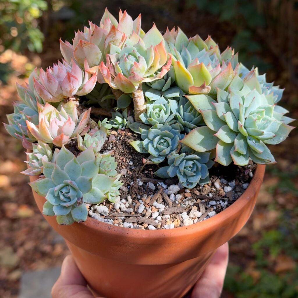 Clump of Echeveria secunda ‘Blue Mist’