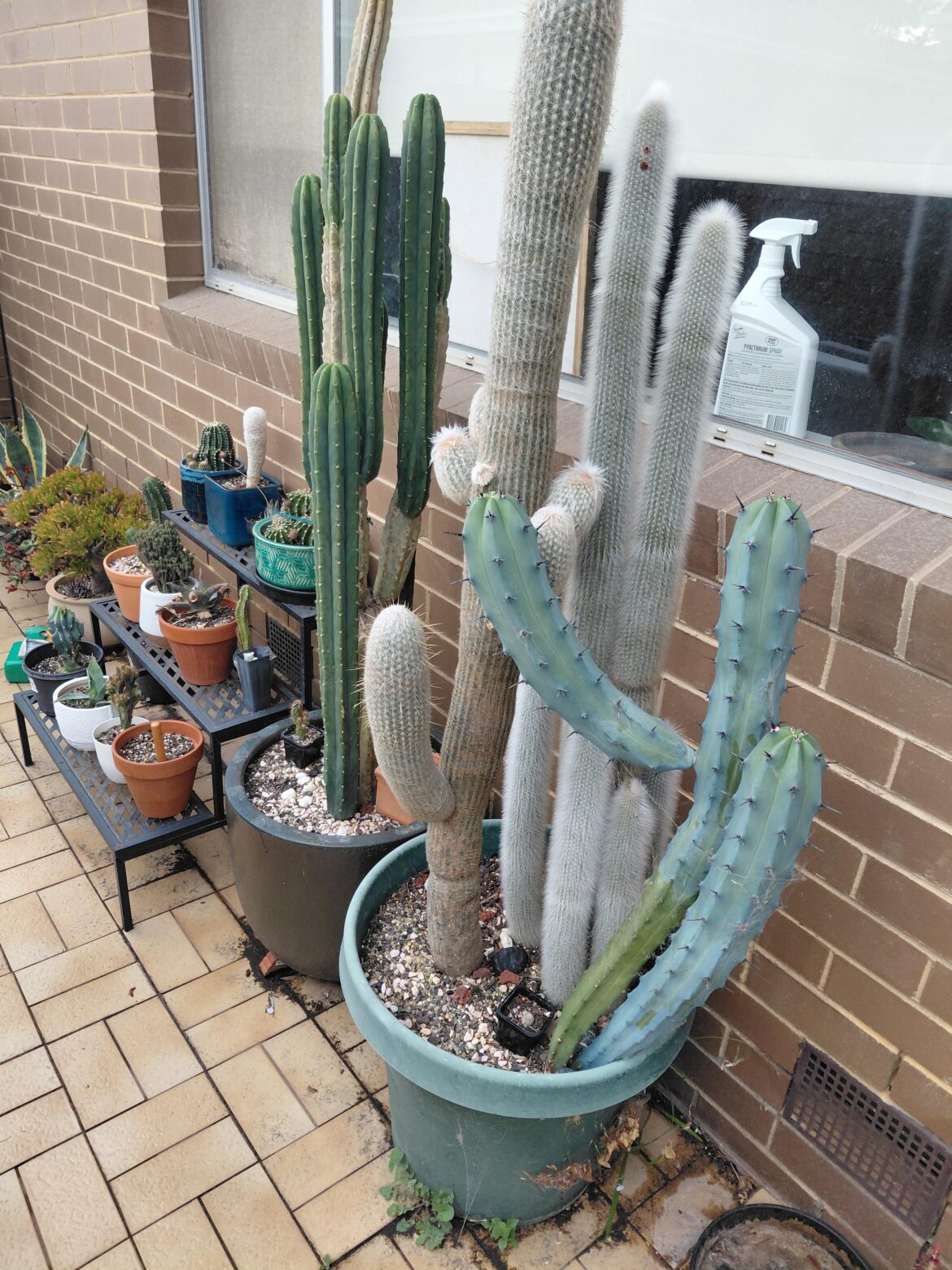 Recommendations. How would you repot these 3 cacti in the green pot?
