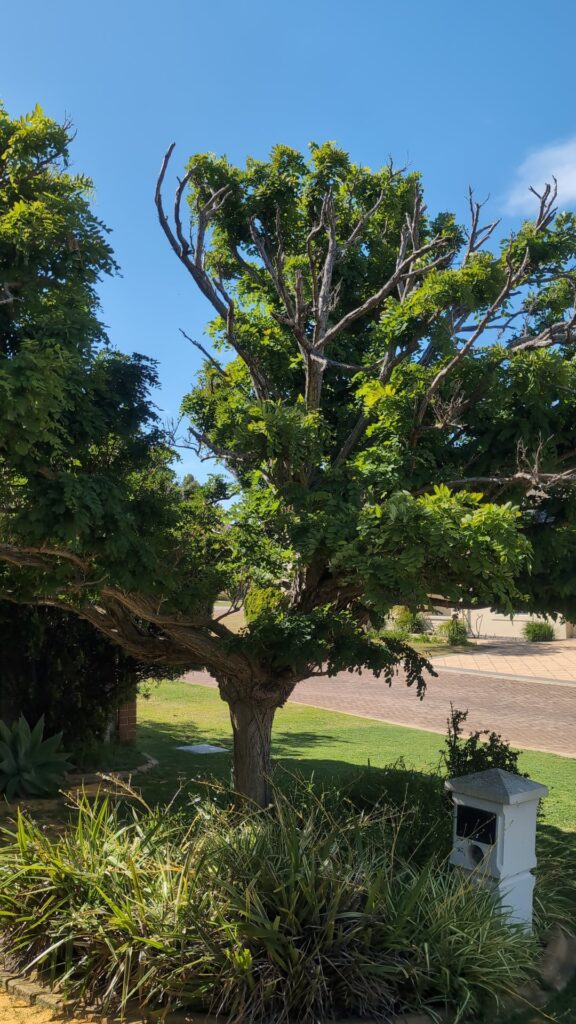 Should I prune back my tree