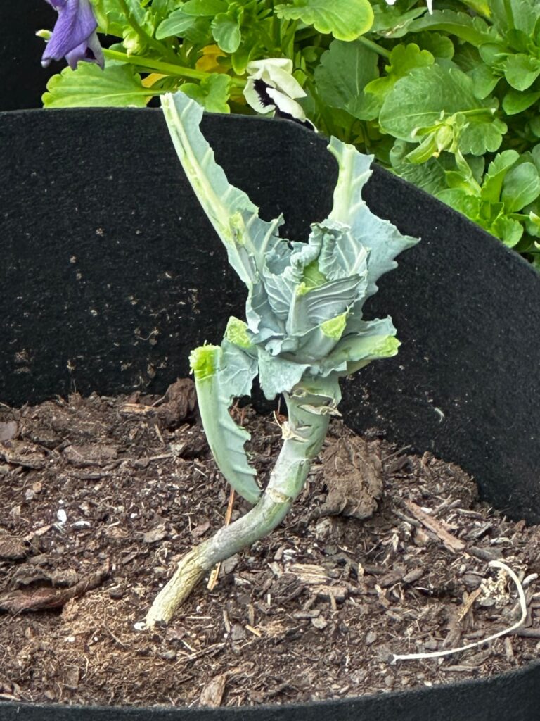 First time growing cabbages in pots. What is eating my cabbages!