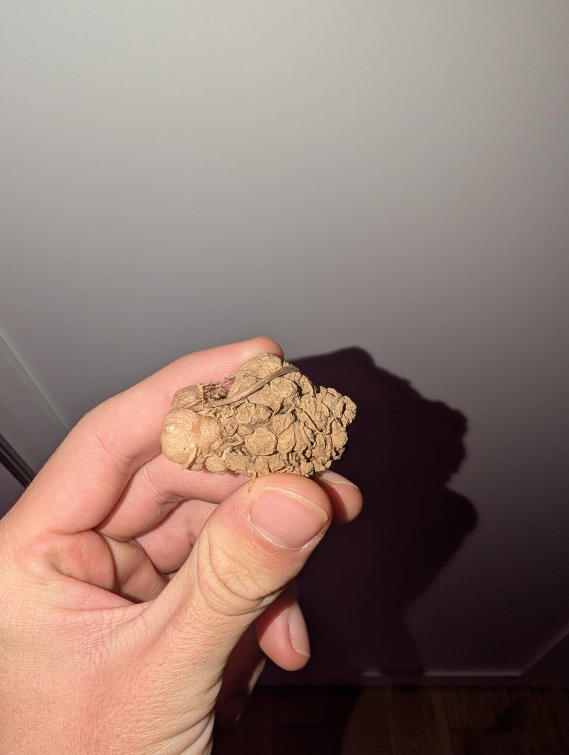 Eriospermum Dregei! Not much fantastic at the moment but supposedly has very pleasantly and quite strongly scented flowers.