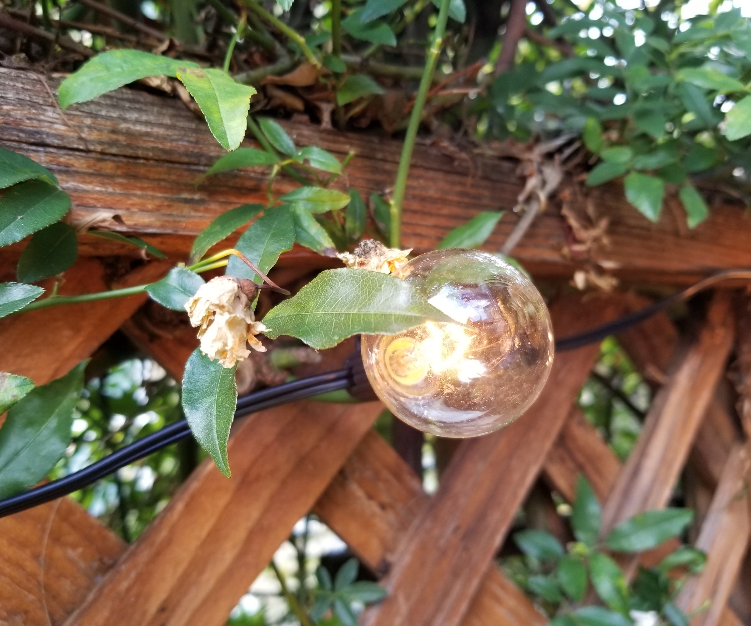 The glowing filament of an incandescent bulb against a plant growing on a garden fence