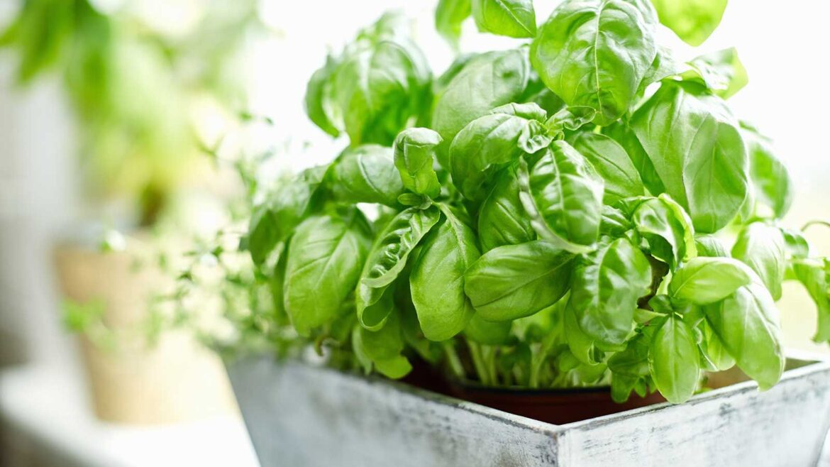 basil plants on windowsill in a gray planter