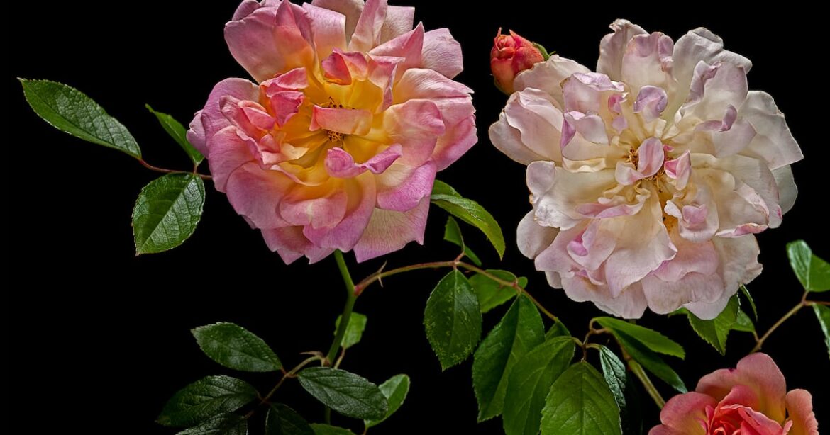 I’ve fallen in love with roses again despite their constant demands – The Irish Times