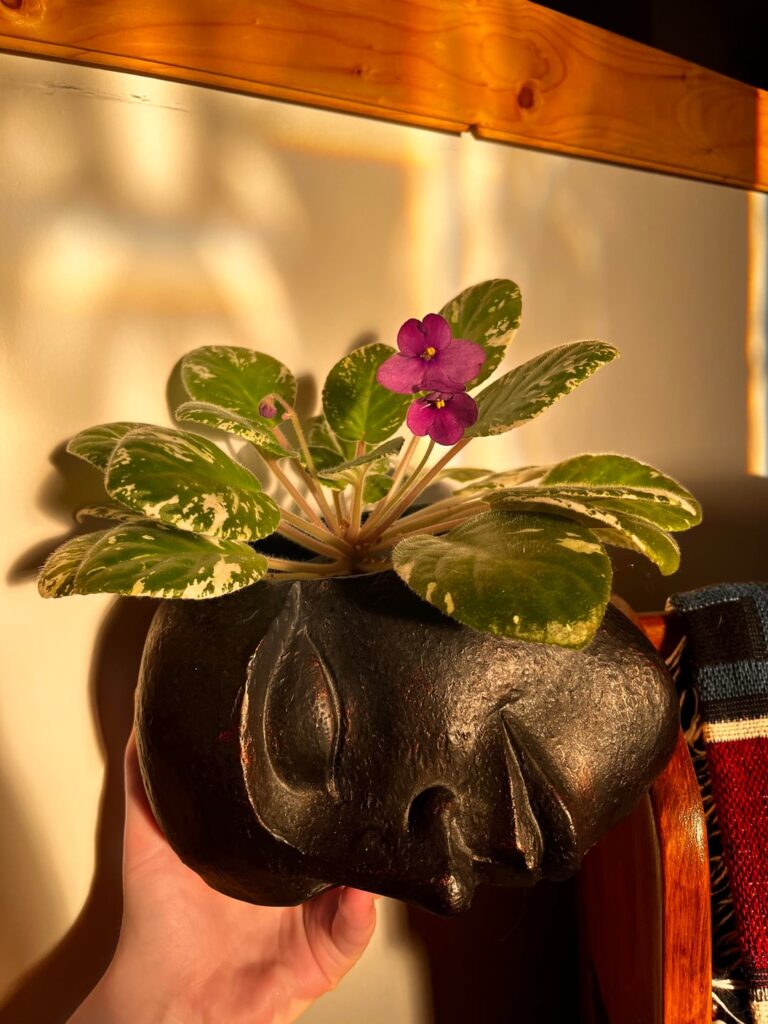 She's blooming for the first time