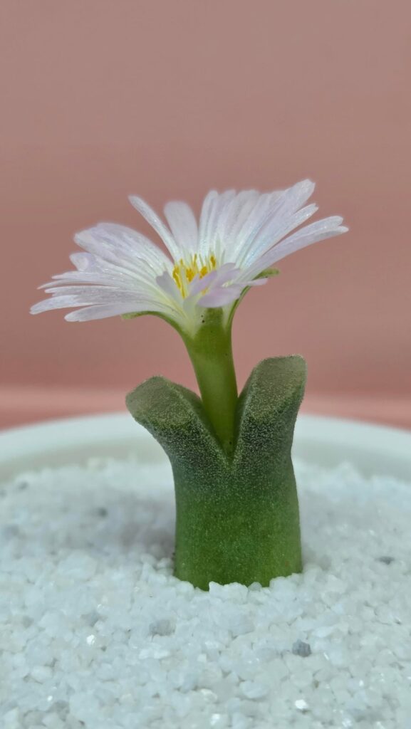 a few conophytum flowers