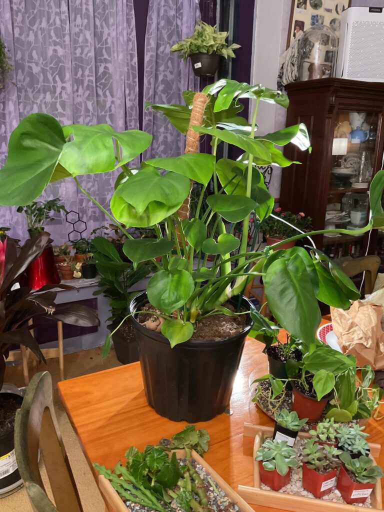 Please help me not hurt my happy plant! Please help me not hurt my happy plant!