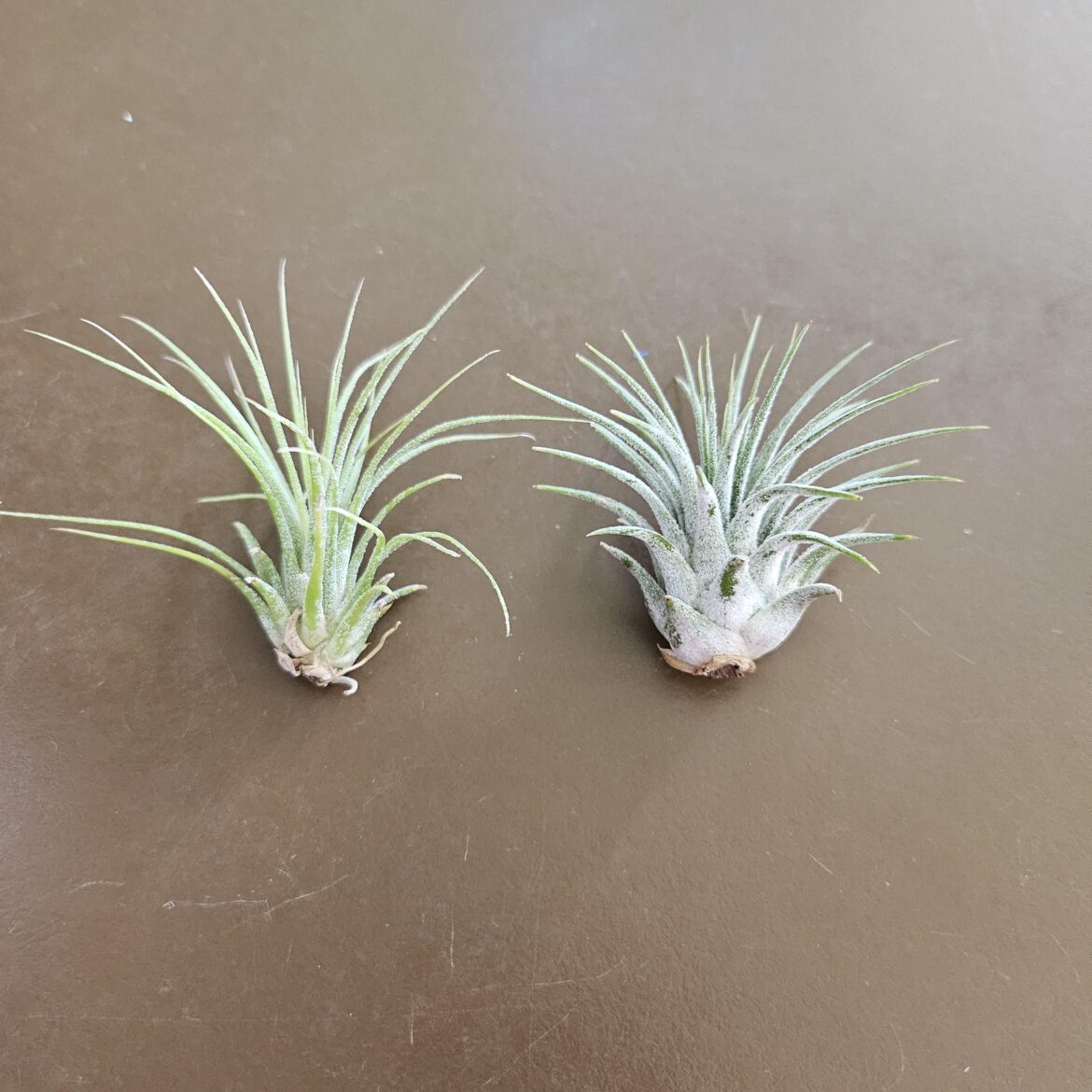 What variation are these?