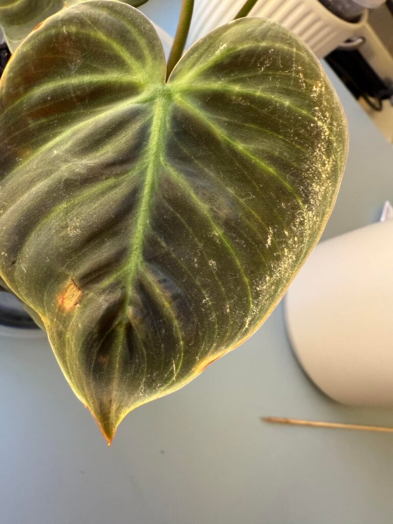 Why does my el choco red always get these scratchy spots on the edge when it matures? It’s fine when it’s younger but as it gets bigger it gets these. Thank you for your help :)