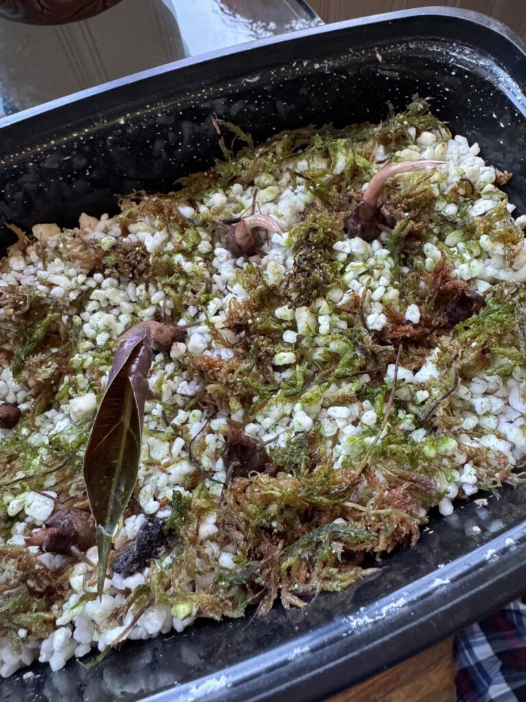 Corm sprout