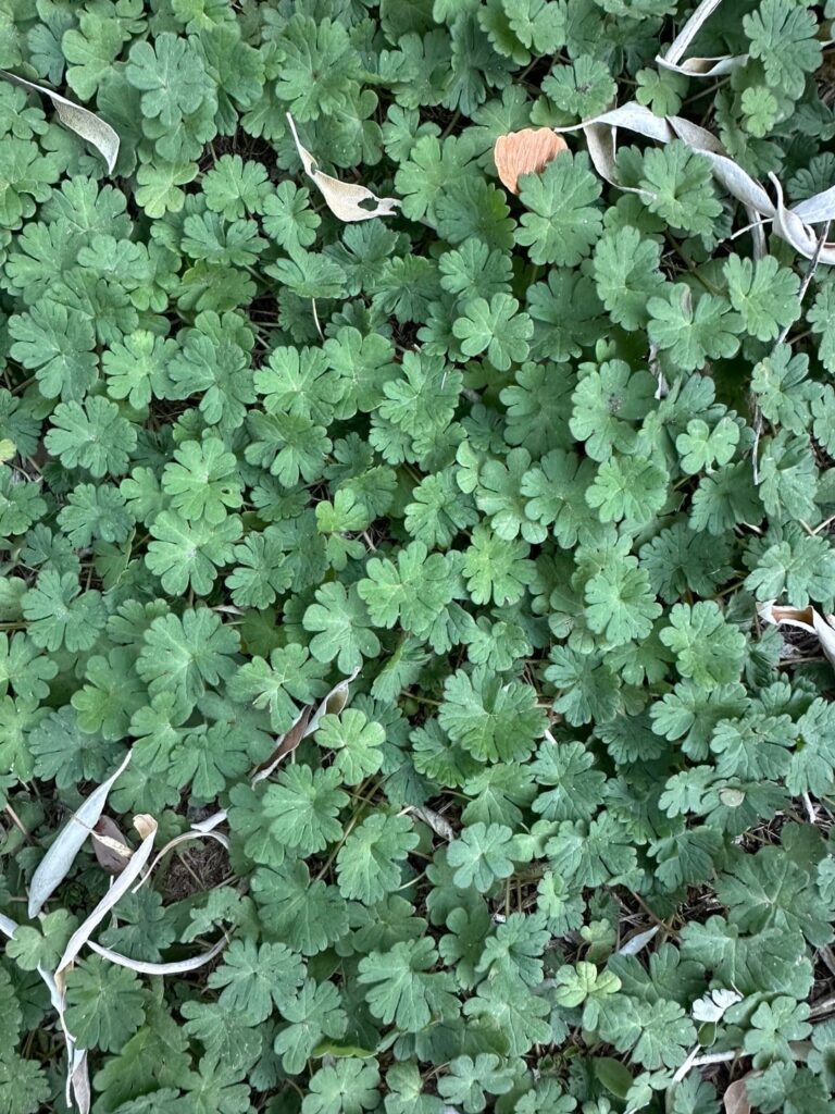 Geranium molle — dove's-foot crane's-bill
