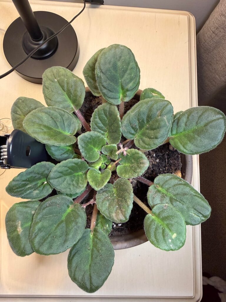 Is my African Violet thriving? Is my African Violet thriving?
