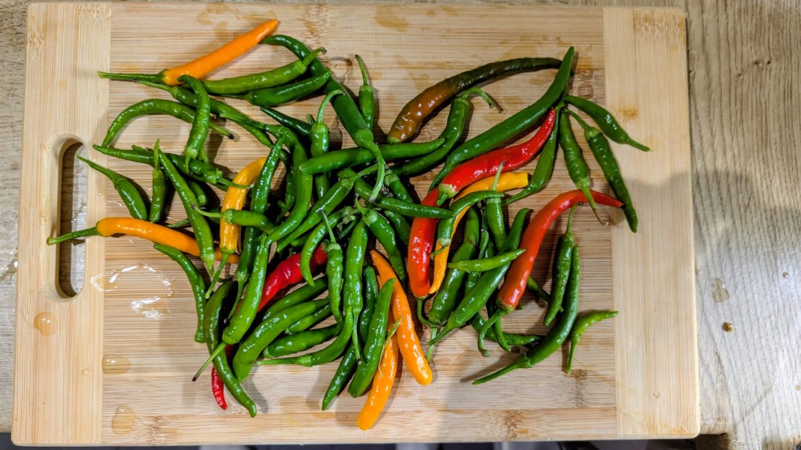 2025 Chilli haul.