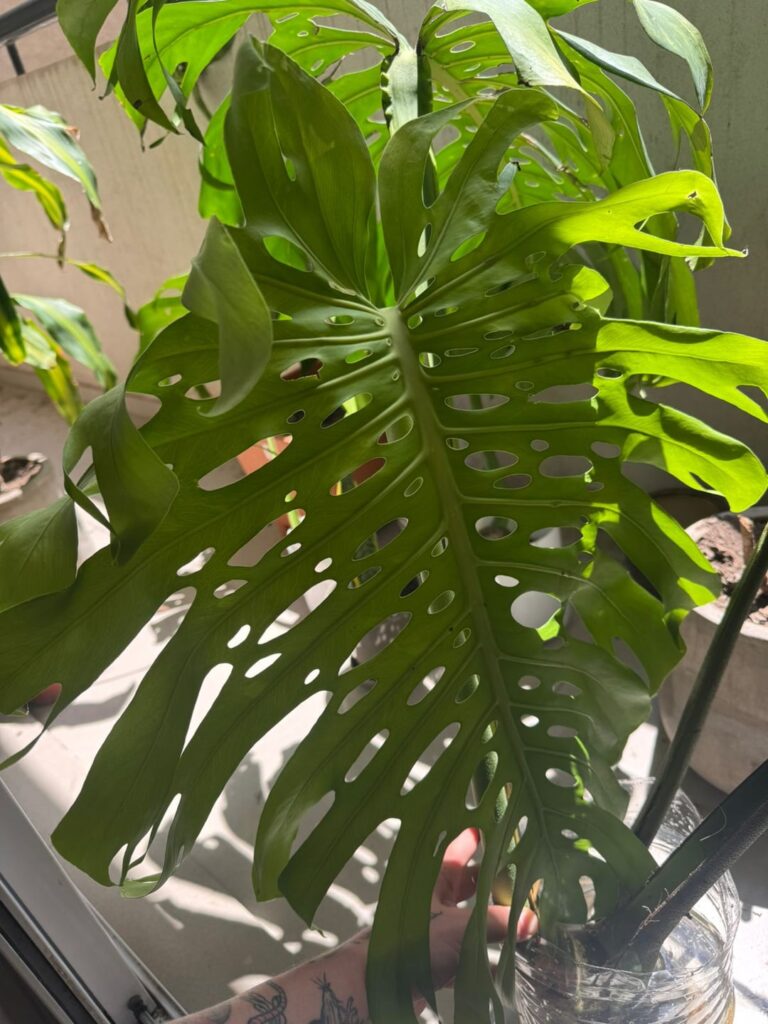 Update on monstera cuttings