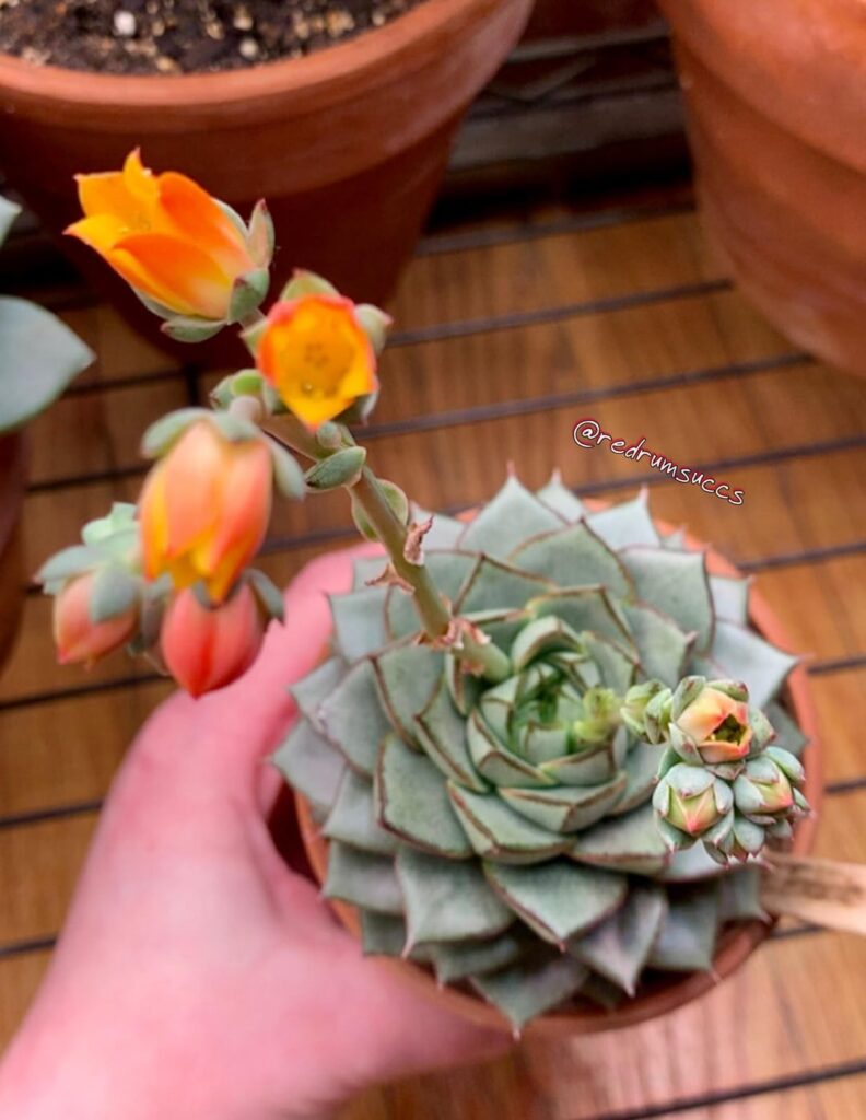 E. Fabiola in bloom