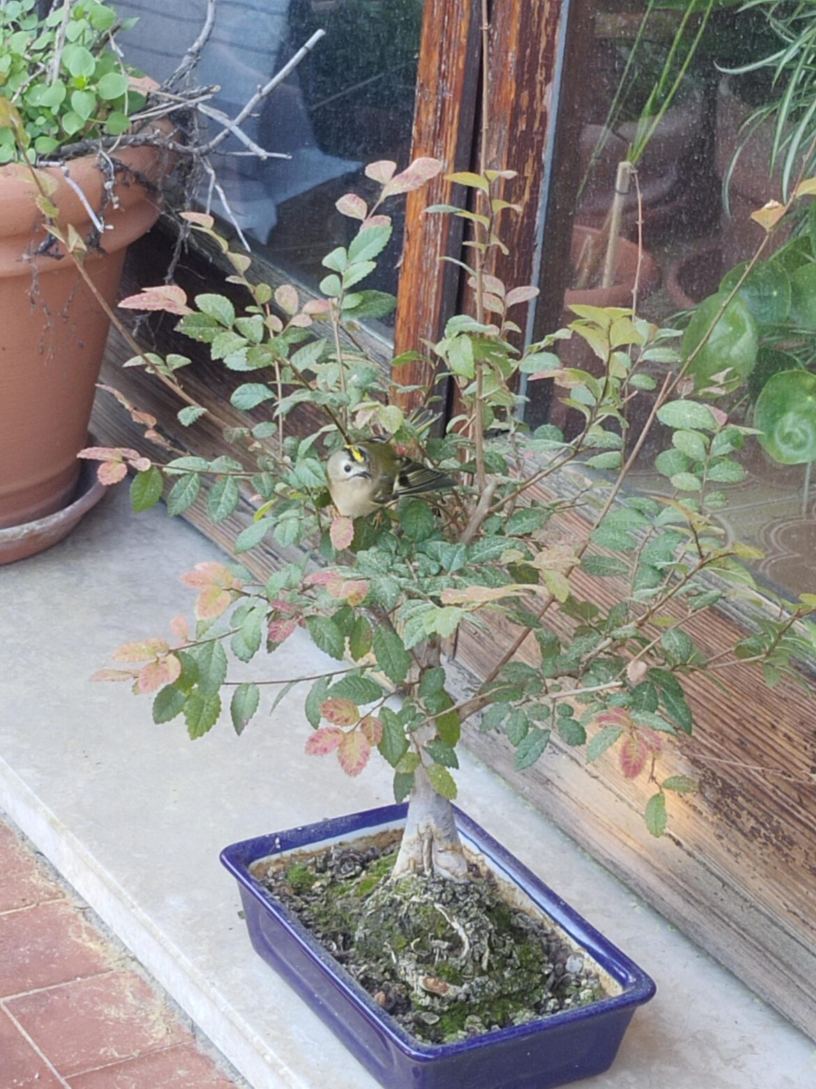 My Elm is still in training but he says it's just fine