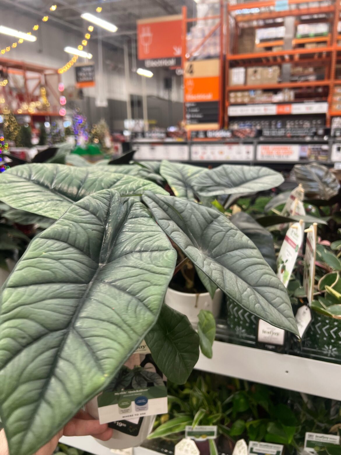 Home depot on Santa Fe in Denver has 2 more platinums! Go get em gang!