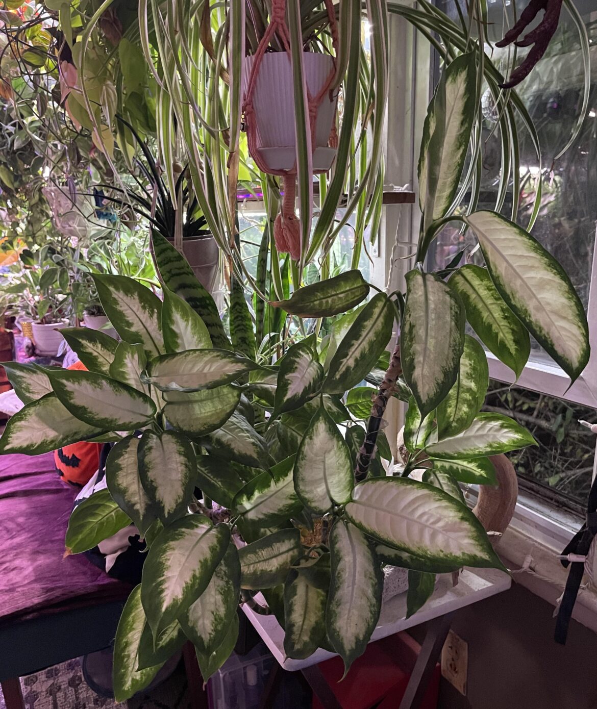 Thought I’d turn this beast away from the window it’s growing in for a quick pic update and WOW
