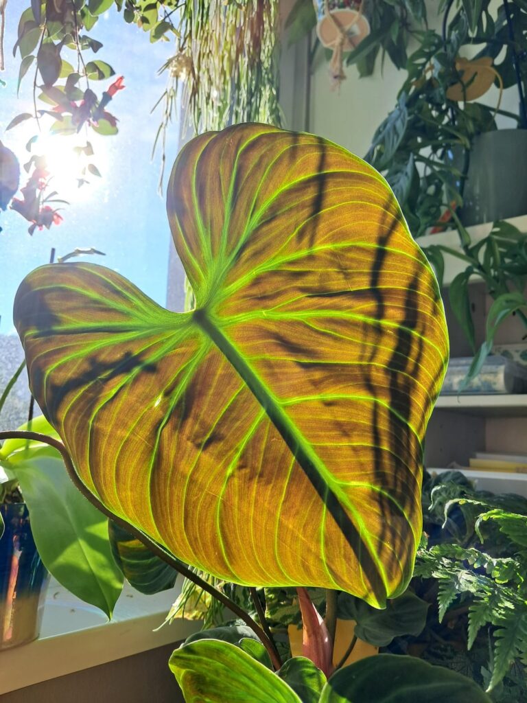 when the sun hits just right ☀️