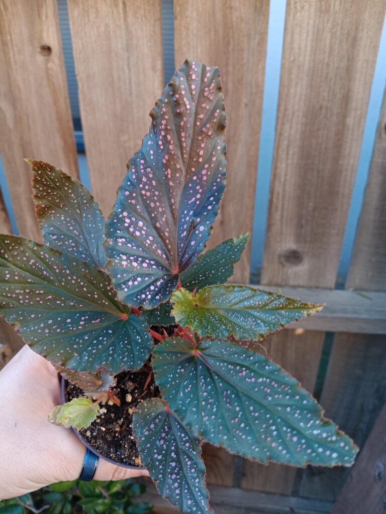 Plant Haul ID Help Plant Haul ID Help