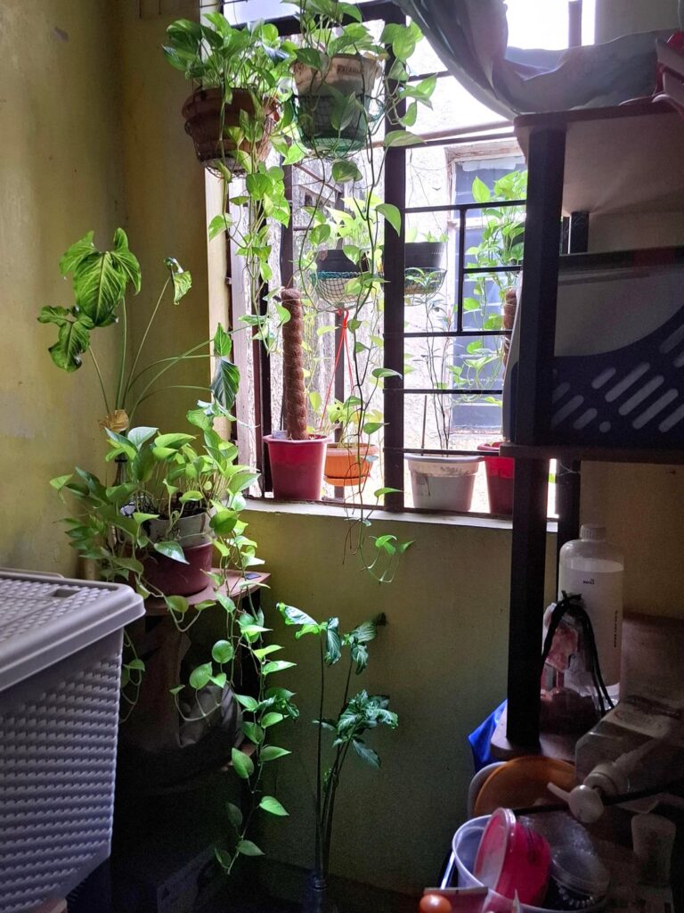 My effort to have an indoor garden.