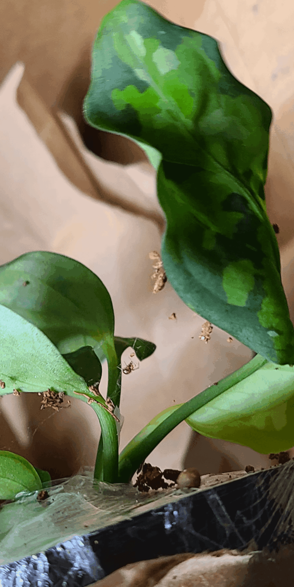 "Pest" ID? Did I let an innocent catch a stray?