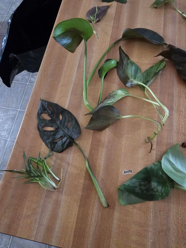 Accidently baked my cuttings in the oven 🤦♀️😭 Accidently baked my cuttings in the oven 🤦♀️😭