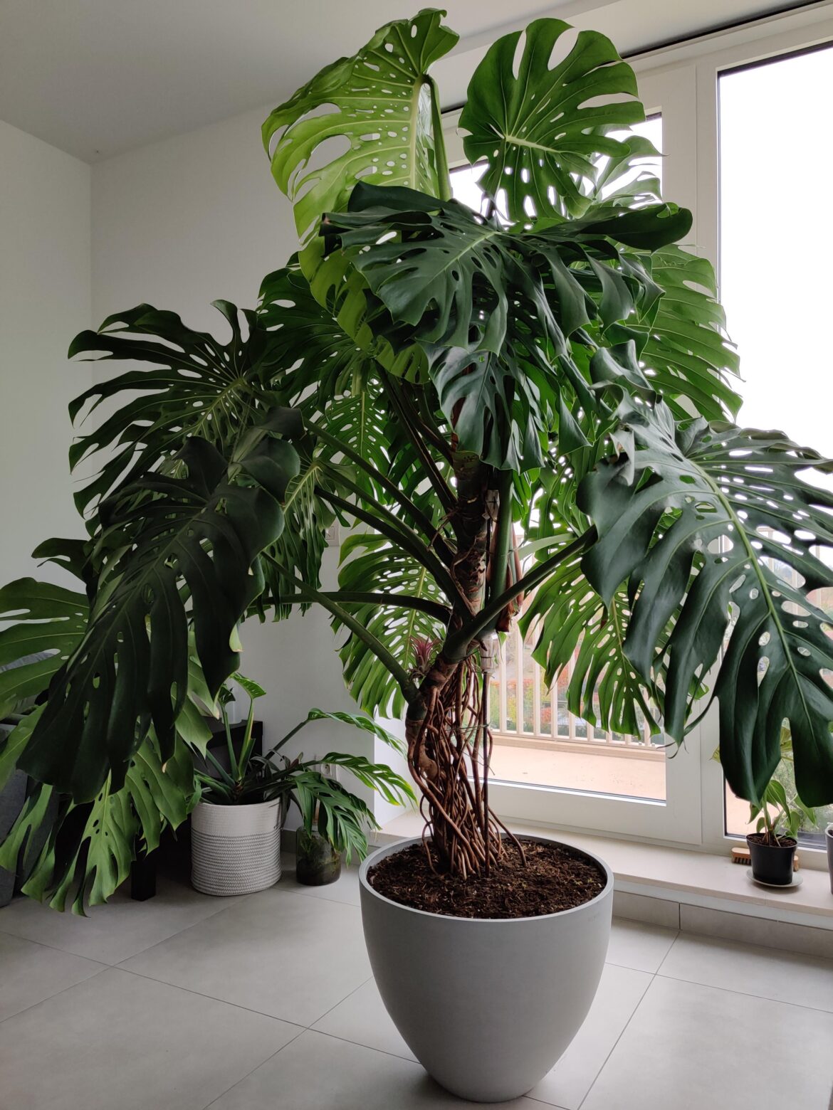 No moss pole, no problem