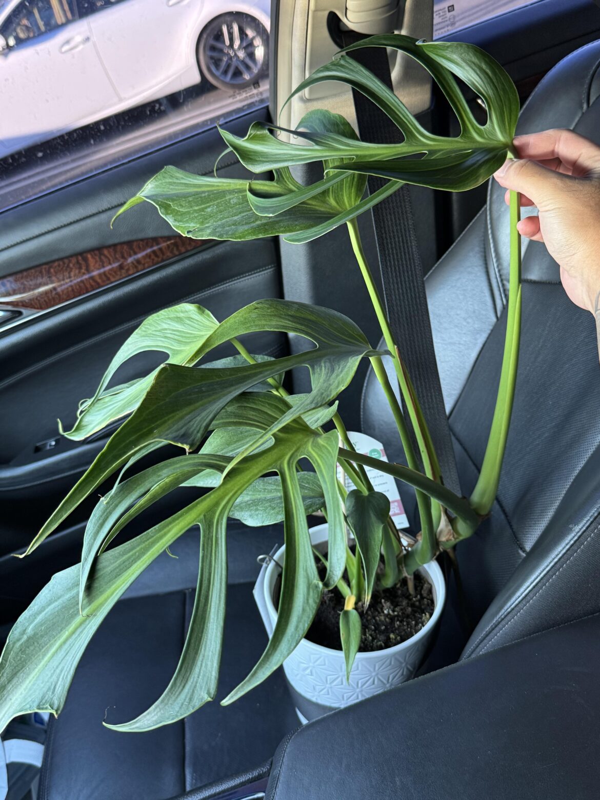 Got a burle marx flame at my local Stater Bros