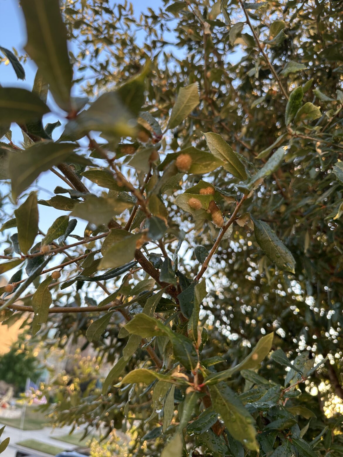 What is this yellow fuzzy stuff on my Live Oak tree?